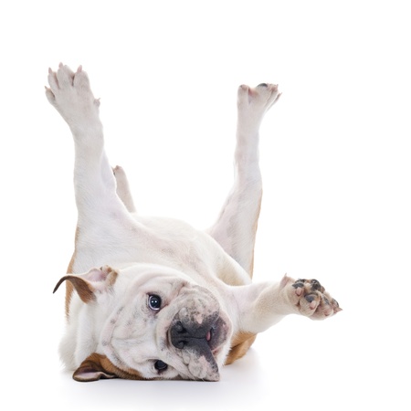 English bulldog rolling over floor, laying upside down, high keyの写真素材