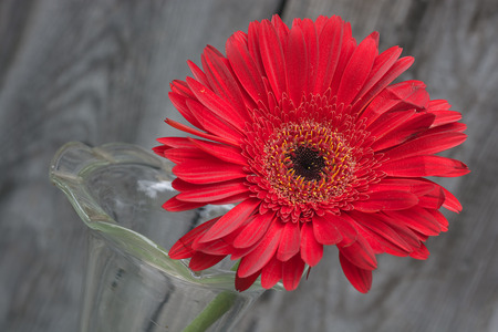 red gerbera flower in the vase close-up against wooden wall, tilted angleの写真素材