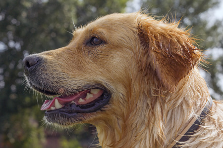 wet golden retriever dog profile head-shot after swimmingの写真素材