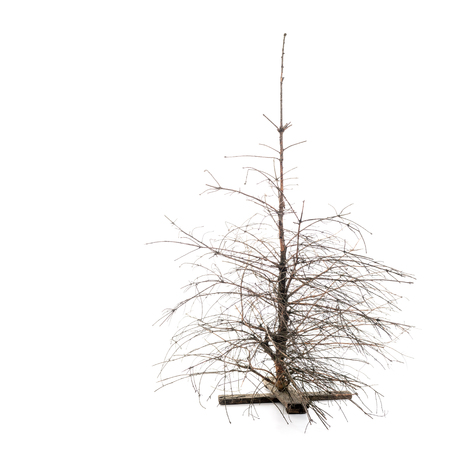 Dead Dry Christmas Pine Tree  with broken branches over white backgroundの写真素材