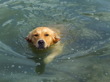 Golden Retriever Dog Swimming in a Lakeの写真素材
