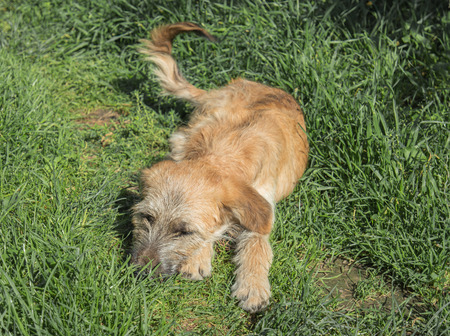 Cute cross-breed dog playing in the grassの写真素材