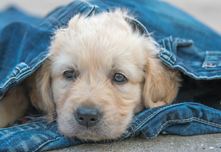 golden retriever dog puppy in denim laying on the ground, selective focusの写真素材