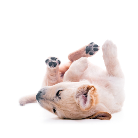 Golden Retriever puppy rolling over floor, laying upside down, high keyの写真素材