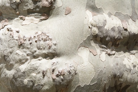 Detail of a trunk with rough and uneven bark of a plane tree creating an interesting textureの写真素材