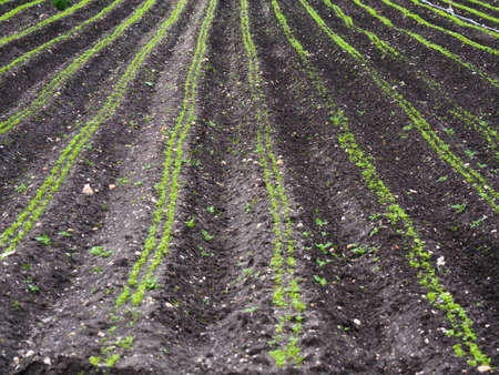 Detail of a cultivated field. Regular furrows with a green crop.