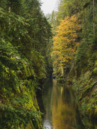 Narrow gorge of the river Kamenice, Bohemian Switzerland National Park, Czech Republicの写真素材
