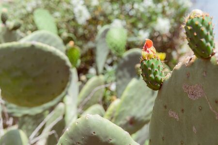 Green prickly pear plant in cactus family with spines Indian fig barbaryの写真素材