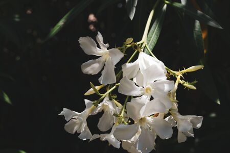 Nerium oleander nerion white flower plant Mediterranean close upの写真素材