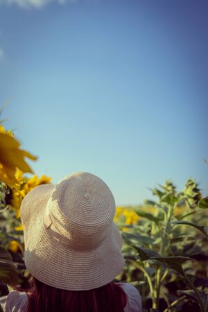 Portrait of young woman in white dress standing in the crops field of sunflowers in a sunny summer day back viewの写真素材