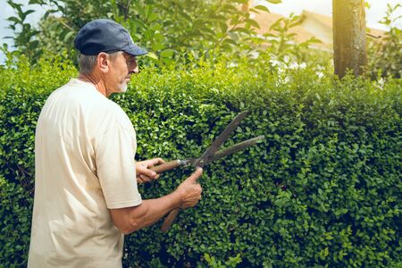 Man gardener using garden shears to cut trim the fence hedge in the summer day professional manual