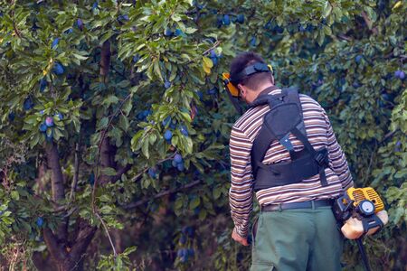 Young farmer gardener cutting grass weeds in the orchard plum plantation using trimmer petrol...