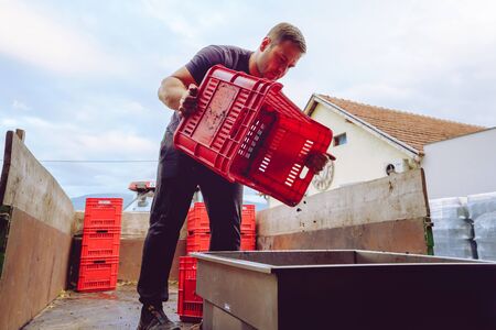 Young farmer at the winery unload the truck or tractor trailer with plastic boxes grape fruit containers to the squeeze machine in wine making process after the harvestの写真素材