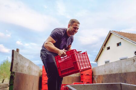 Young farmer at the winery unload the truck or tractor trailer with plastic boxes grape fruit containers to the squeeze machine in wine making process after the harvestの写真素材
