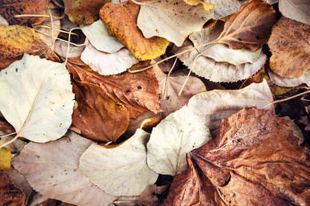 Top view on pile of fallen tree leaves in autumn day - fall concept