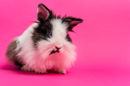 Small rabbit on the pink background pets and domestic animals conceptの写真素材