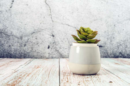 Indoor succulent plant in a pot Side view on wood table shelf against a concrete wall home decor with copy space for textの写真素材