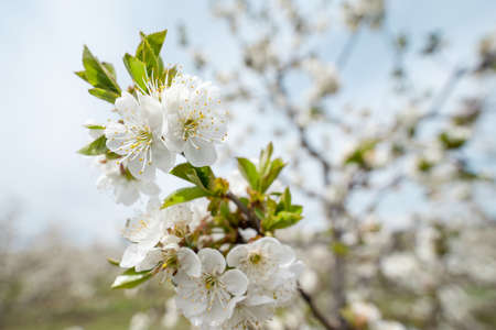 Close up on cherry tree branches in bloom white flowers blossomの写真素材