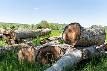Large pile of firewood or wood logs at sawmill ready to be processed