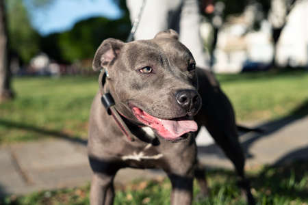 Close up on head of gray american pit bull terrier apbt dog on the leash standing in sunny dayの写真素材