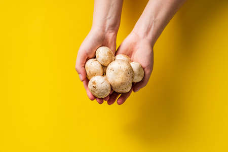 Top view on hands holding white common champignon mushrooms on yellow backgroundの写真素材
