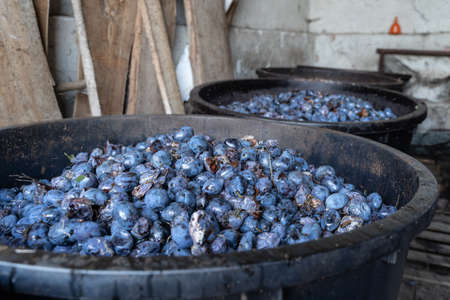Plum fermentation for rakija or rakia making proces of strong homemade alcohol drink