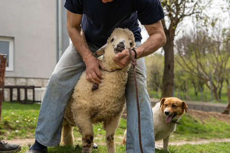 Low section of unknown caucasian man farmer holding lamb or sheep on the rope tied at farm outdoor in front of house in summer day selective focus before slaughteringの写真素材