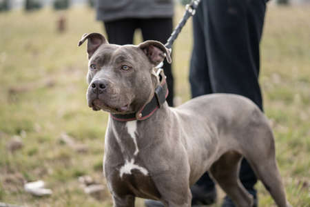 Close up on head of gray american pit bull terrier apbt dog on the leash standing in sunny day with low section of unknown man standing besideの写真素材