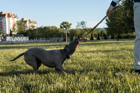 Apbt american pitbull terrier dog play biting wooden stick in the field pit bull grayの写真素材
