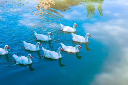 White goose. Swimming Geese. Domestic geese swim in the pond. Flock of geese on the riverの写真素材