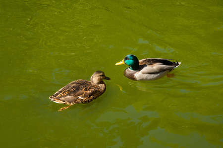 Male and Female mallard ducks swimming in riverの写真素材