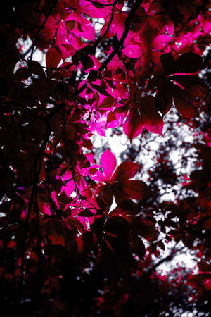 Pink autumn leaf photography, Beautiful Nature photographyの写真素材