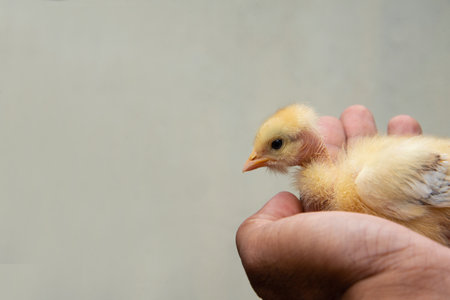 Yellow Chicken chick sitting in Asian man hand, High quality photography, hands only, Top viewの写真素材