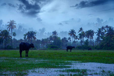 Monsoon rainfall hits Kerala, Beautiful nature photography, Rainfall, Monsoon seasonの写真素材