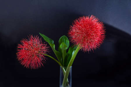 Scadoxus multiflorus flowers and Green leaf in crystal glass - Side view indoor photography, Red Football lilies, December flower, bloodflower, Light and shade photographyの写真素材