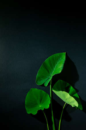 Colocasia leaves in dark blue background, light and shade photography