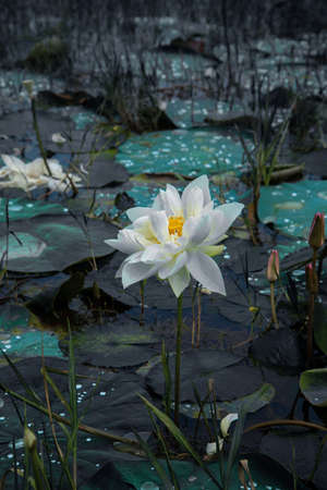 The white Lotus flower, Nature photography with white lotus flowerの写真素材