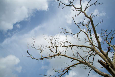 Branches without leaves against the blue sky, winter branches, Bare branches of a tree.
