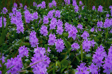 Nature photography Water Hyacinth flower gardenの写真素材