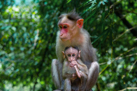 The mother monkey and her baby, Animal photography, Wildlife photographyの写真素材
