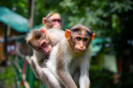 Animal photography Three monkeys sitting macro photography on a green background, Animal photography, Wildlife photographyの写真素材