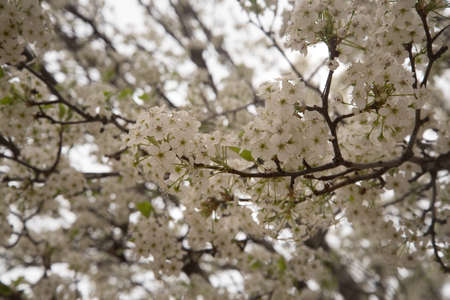 White Cherry blossoms , White Cherry blossoms in full bloom, Cherry blossoms flowers, Beautiful...