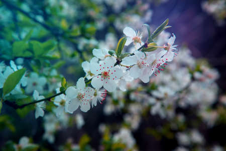 Beautiful white hawthorn flowers macro photography, Small white flowers on their branches, Blooming...