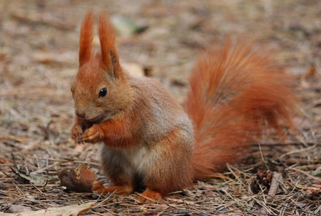 Squirrel in the woods