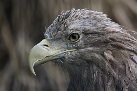 Bird of prey. Portrait of eagle close up.の写真素材