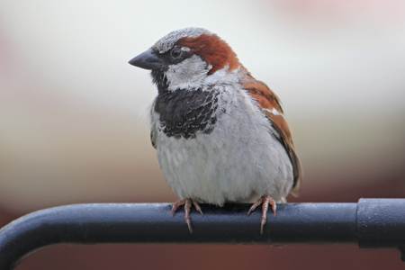 Male sparrow sitting on a metal railingの写真素材