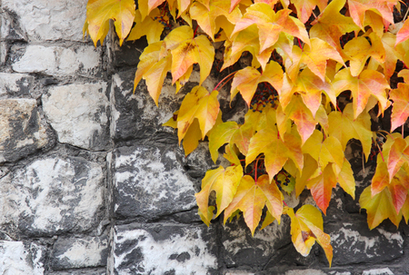 Bright yellow and orange ivy leaves on an old stone wall. Autumn background.の写真素材