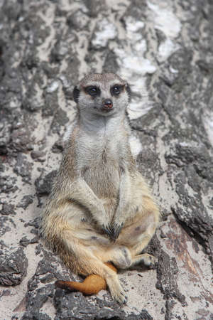 Curious meerkat sitting on a stump and looking into the distanceの写真素材