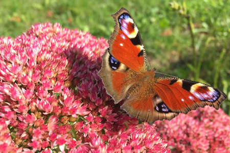 Peacock butterfly on flowers, sunny spring day. The insect pollinates the plant.の写真素材