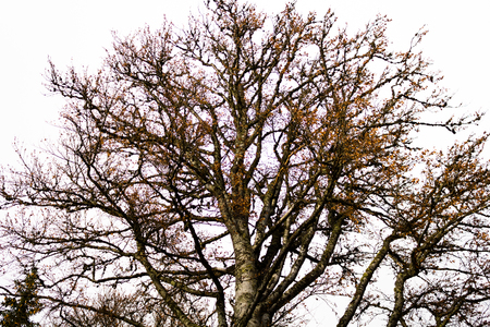 The old big tree against a gray sky in autumnの写真素材